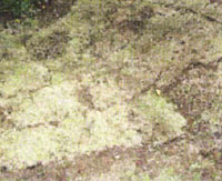 植え方手順その2