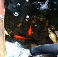 金魚