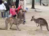 �J���K���[�G�ꍇ��