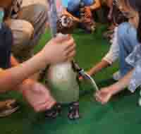 �y���M���ɐG��