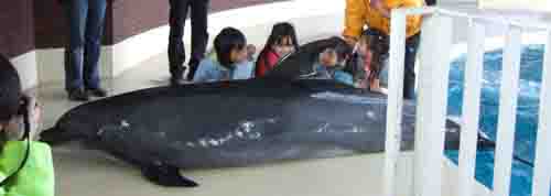 イルカに触れる