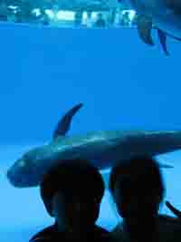 �C�����^�C���J�̃v�[��