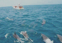 �C���J���o�}��