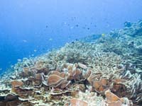 �Ί_���̃T���S��