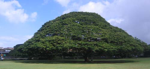 ���̖؂Ȃ�̖؋C�ɂȂ��